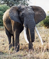 Big tusker